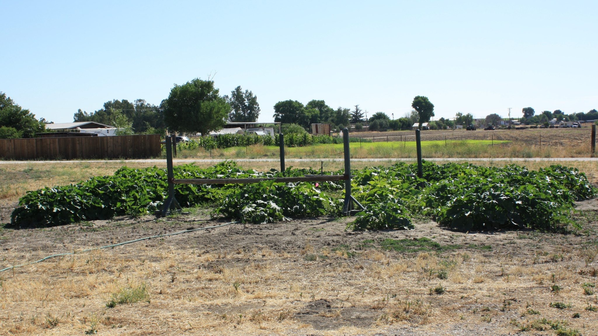 A pumpkin patch of mounds of green leaves and vines, with four wooden posts in a square toward the middle.