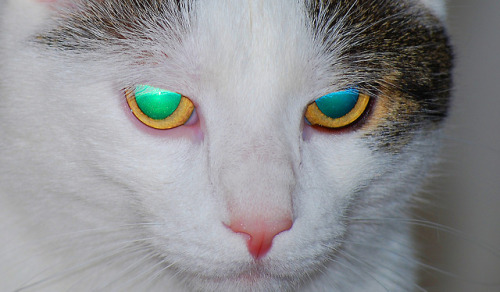 glow cat cats kitty kitties up