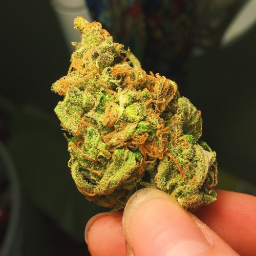 emmmaryjane:Super lemon haze zoom in for full effect This...