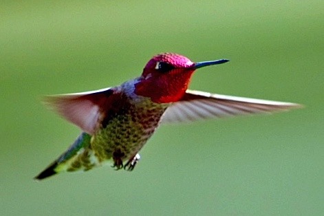 Got him. Anna’s Hummingbird ❤️