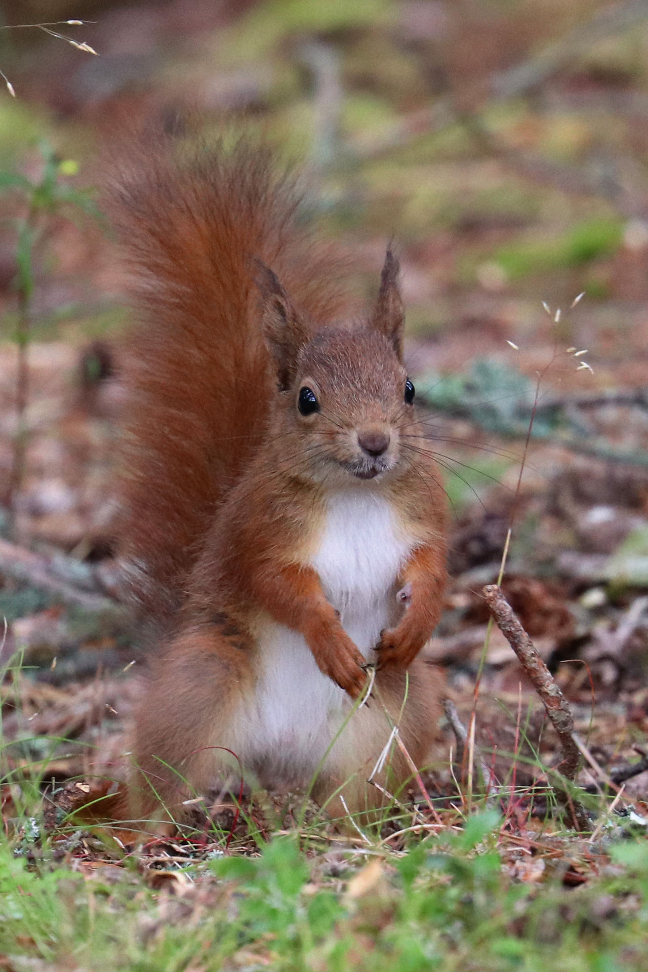 Sweden, naturally. | Red squirrel/ekorre.