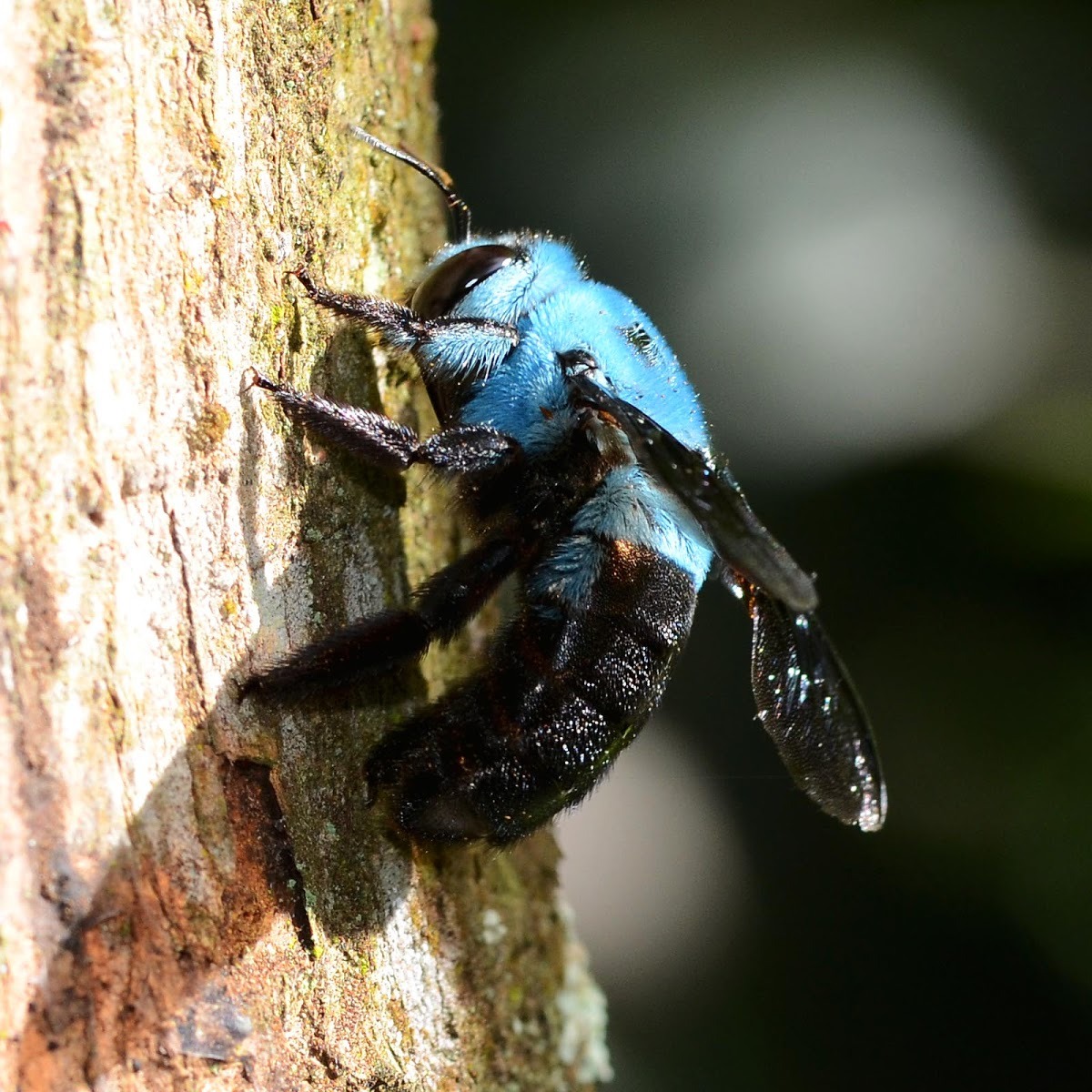 cerulean blue bee