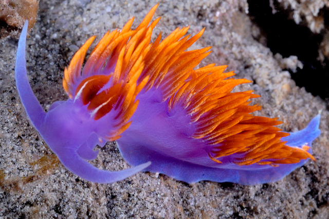 Purple Sea Slug Purple Sea Slugs Surprise Beachgoers In Northern ...