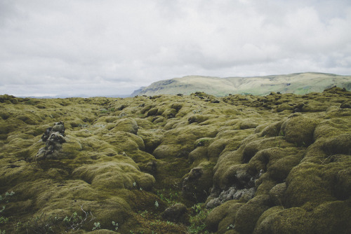 iamrealenough:Iceland - forever: moss