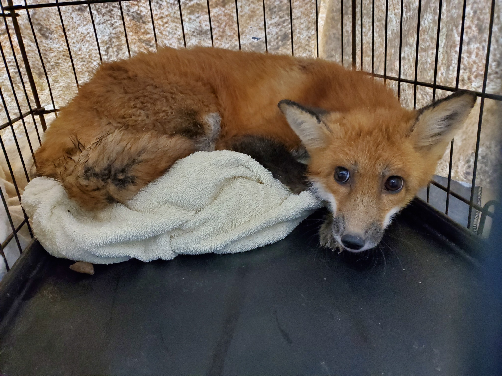 Sleeping juvenile red fox