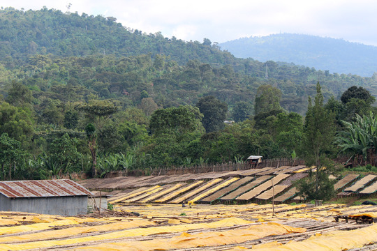 Specialty coffee raised beds at Konga Washing Station in Ethiopia