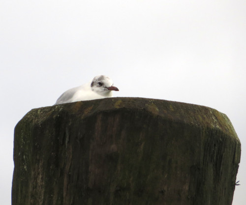 seeseagulls