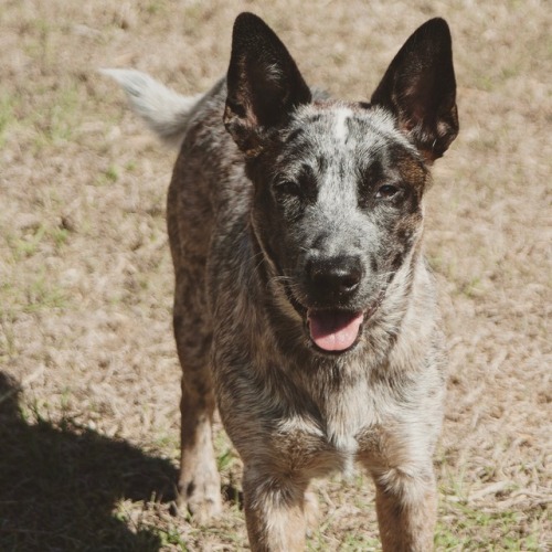 red heeler on Tumblr