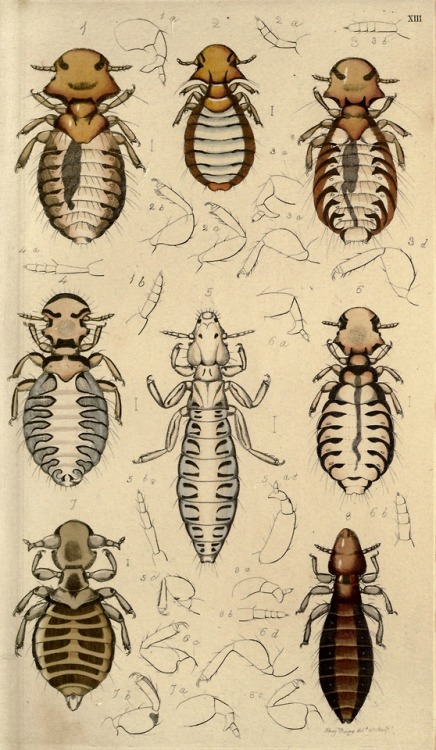 scientific illustration entomology hemiptera anoplura leach insects great britain natural history illustrations