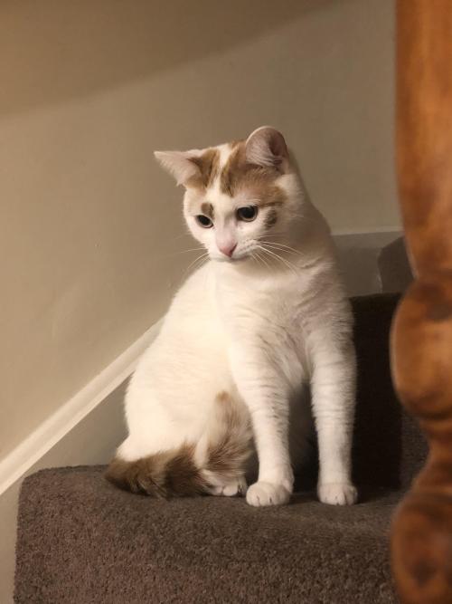 cutecatpics