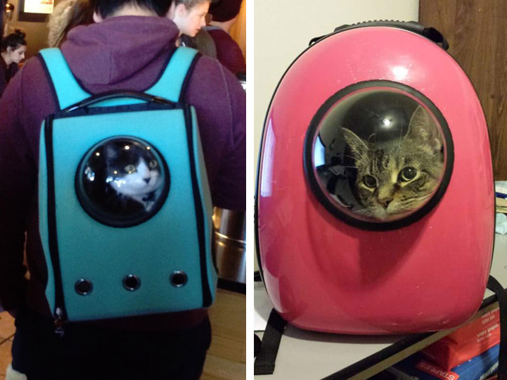 air conditioned cat backpack