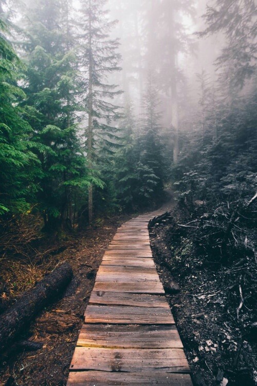 forest | Tumblr