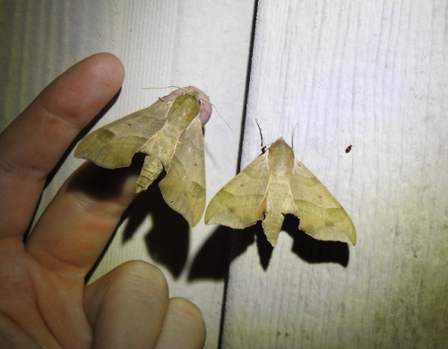 nanonaturalist:Virginia Creeper Sphinx moths.Seen June 5 /...