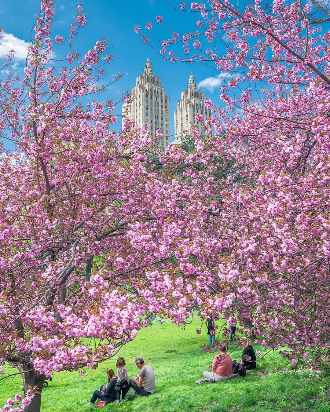 Cherry blossoms in Central Park by @Nylovesny