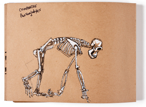 skeleton drawing on Tumblr