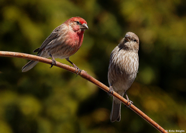 Oiseaux ※ Birds