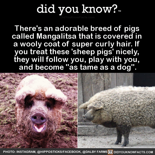 theres-an-adorable-breed-of-pigs-called
