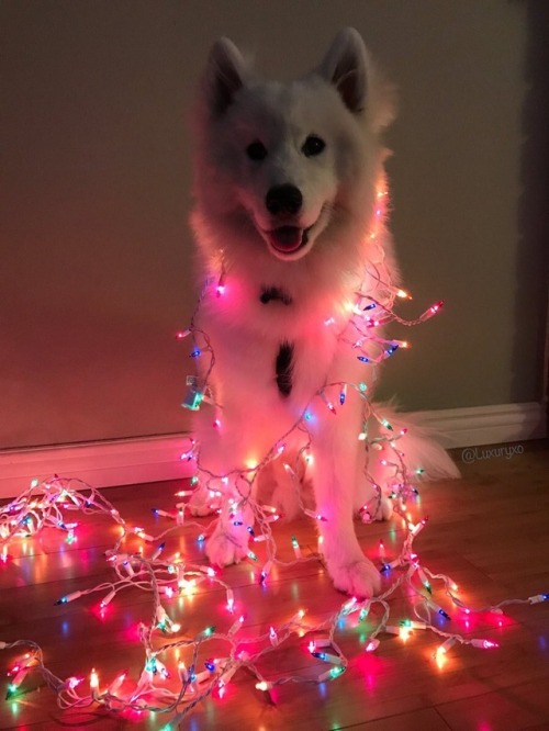 animals animal dog dogs puppy love inspiration motivation photography aww christmas pet pets