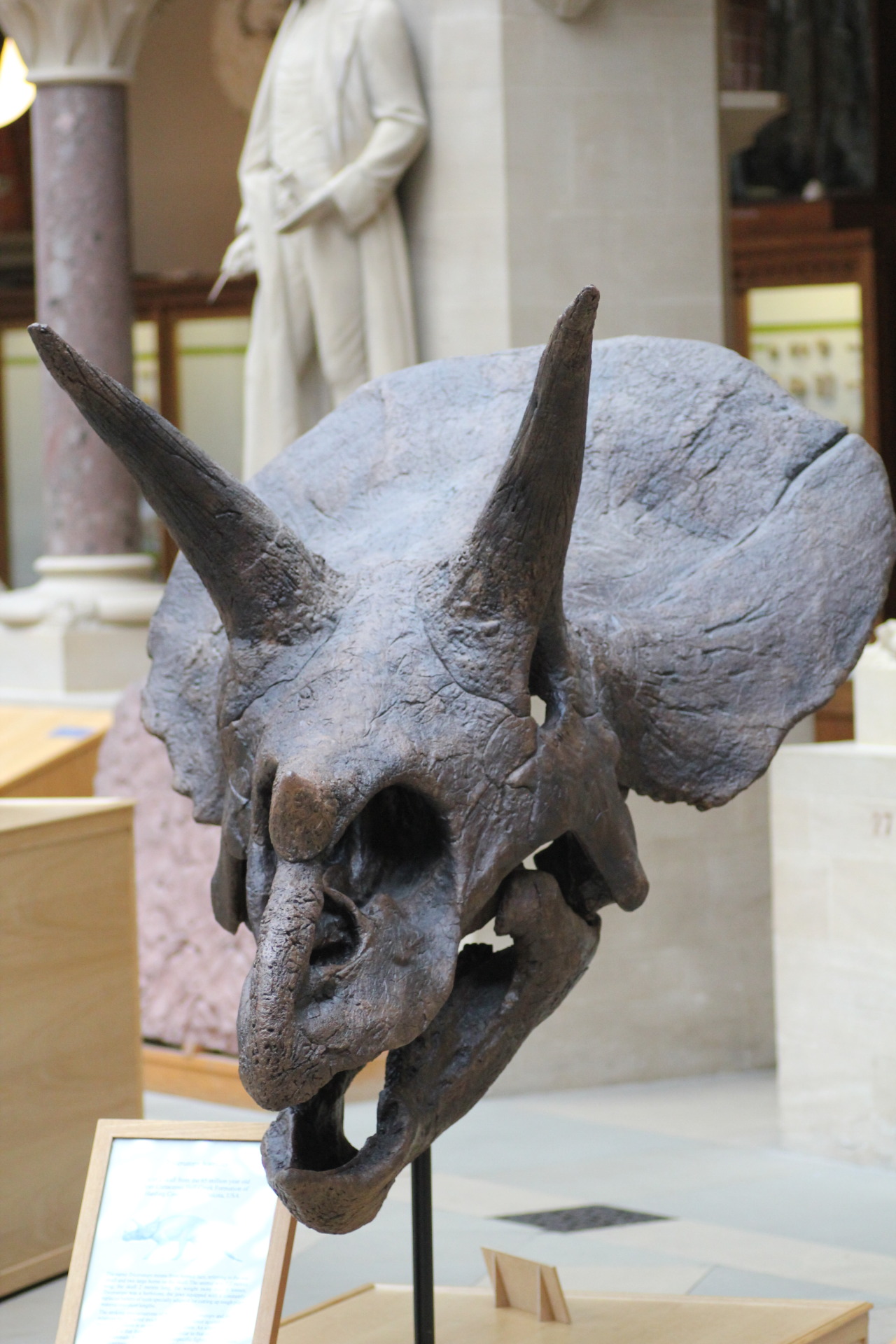 spiky triceratops