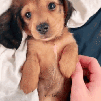 GIF #Cute #Dachshund #Sassy #Puppy, 2268458B – Rehost