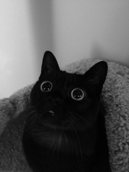 kara kedi, Tumblr