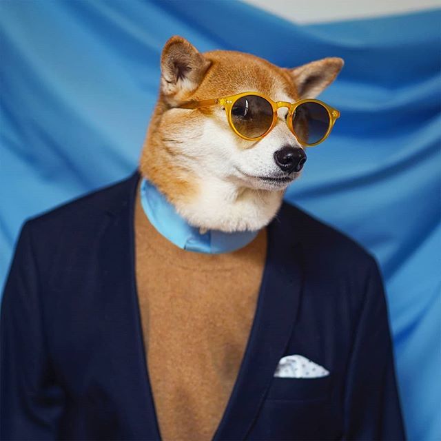 Menswear Dog