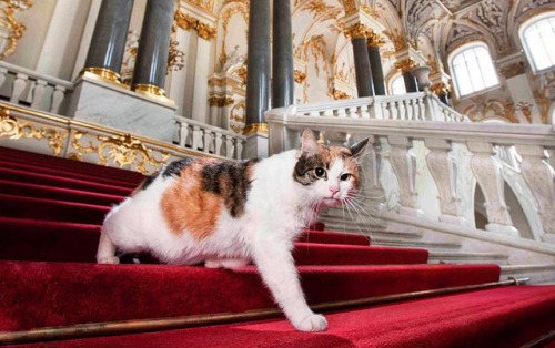 chernobrka:hermitage museum’s cat employees, saint-peretsburg,...