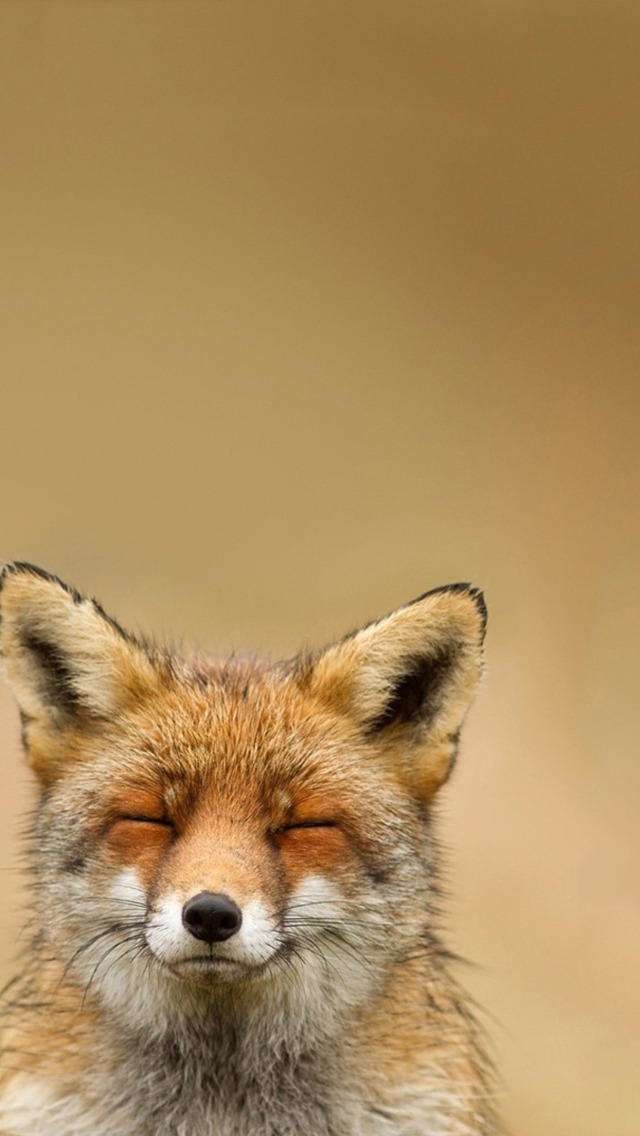 Fox World : Fox Phone Background Request