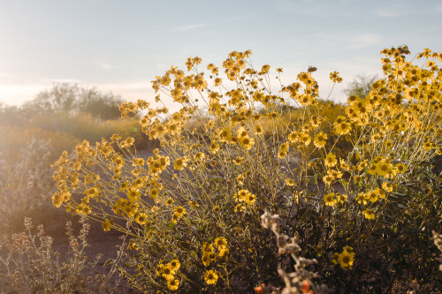 lifeinmotion84:Spring flowersMore pics can be found here:...