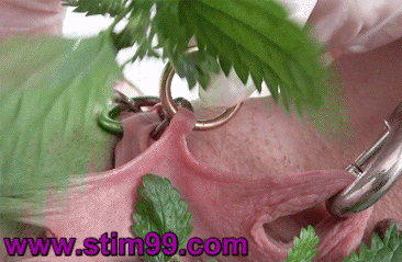 Brennesselsex Brennesselsex