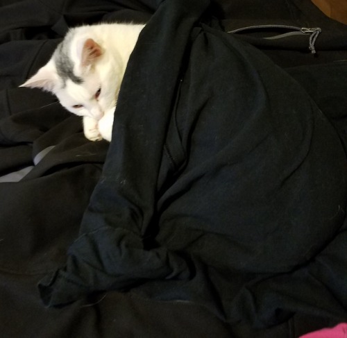 thesymbolofpeace:ultimate pics of my cat