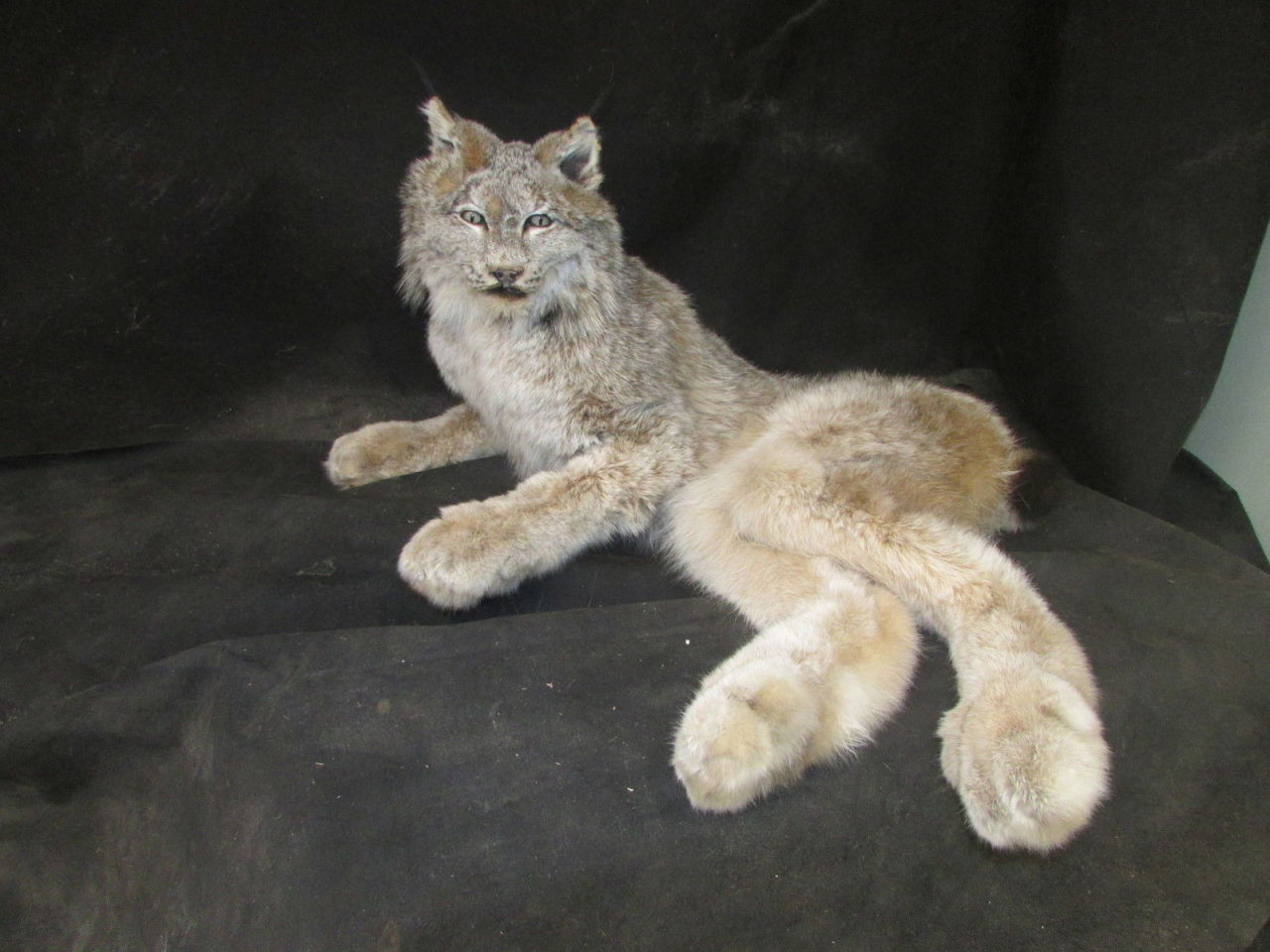 Mátame, camión! (El Tópic de la Taxidermia Chunga) - Página 8 Tumblr_n6mnaaXwOW1qze1jro1_1280