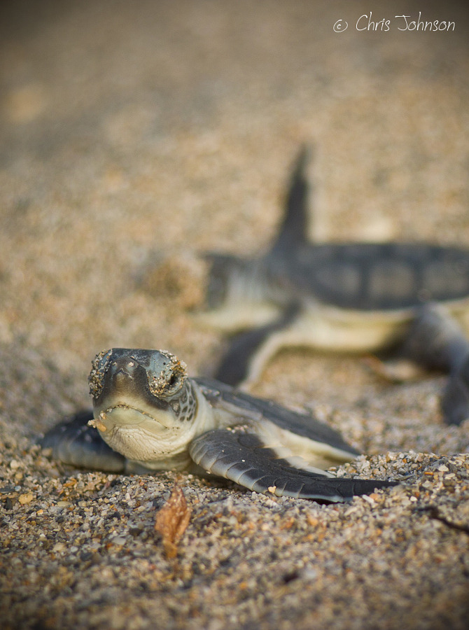 Drxgonfly, Green sea turtle hatchling (by Chris Johnson)