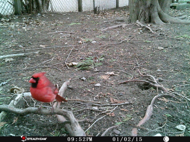 My CT Backyard Critter Cam — Thank you for posing for my 