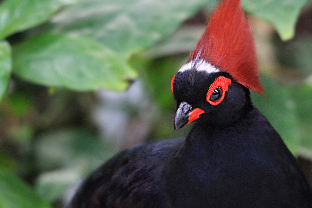 Don't Get Bit — Crested Wood Partridge The crested