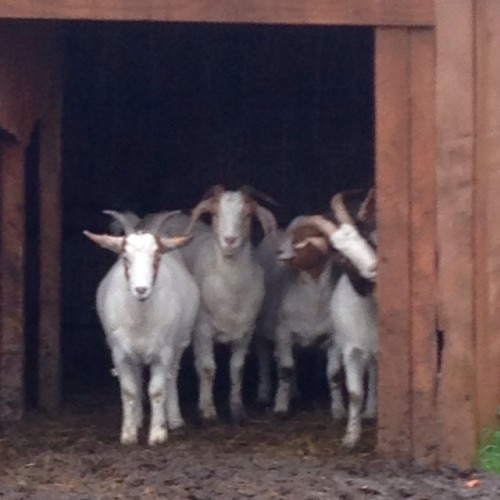 <p>Waiting patiently for the rain to stop</p>