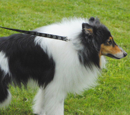 sageaway:a surprise rough collie! had to take pics for...