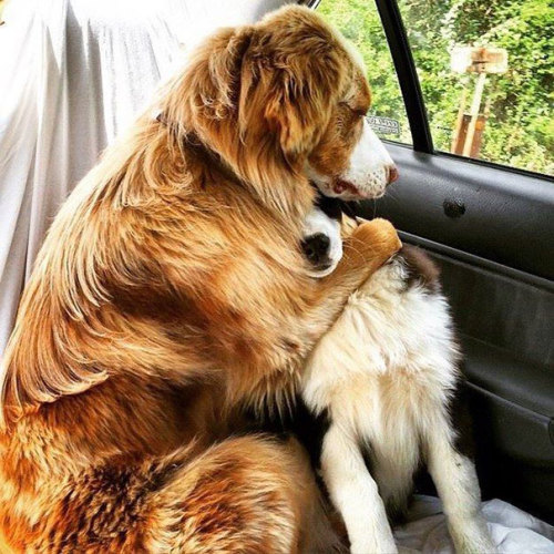 boredpanda:Dog Best Friends That Can’t Be Separated