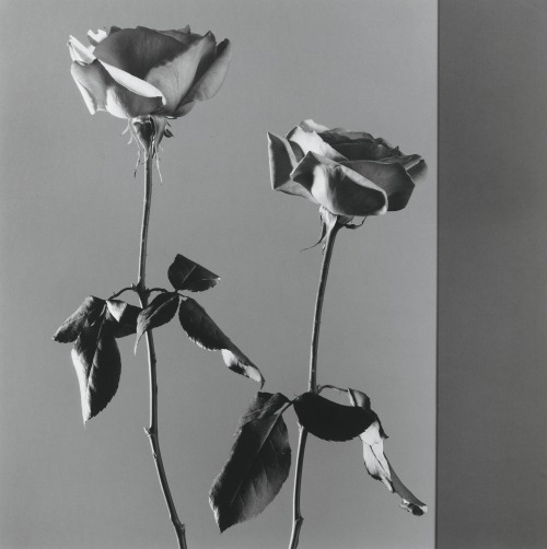 jimlovesart:Robert Mapplethorpe - Roses, 1988. 