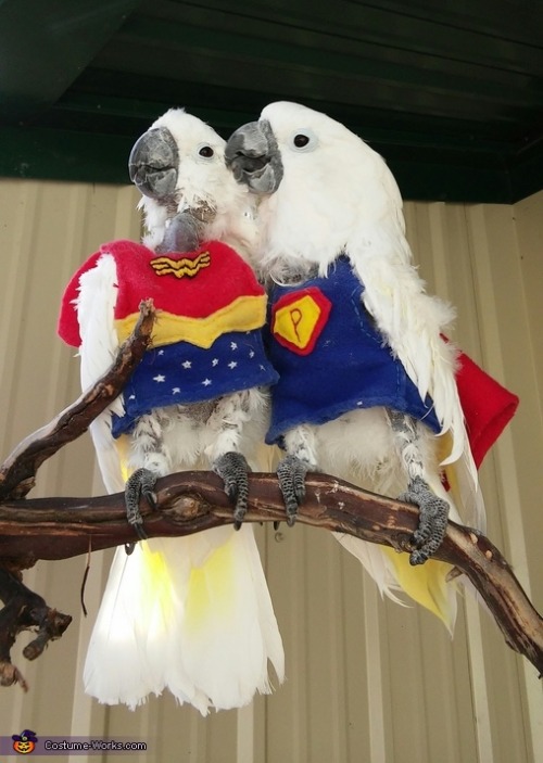 horrorandhalloween:Pet Halloween costumes: Birds