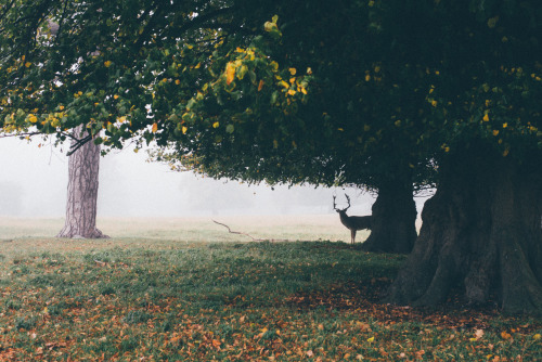 42zx:Watcher.A stag watches from the shadows.