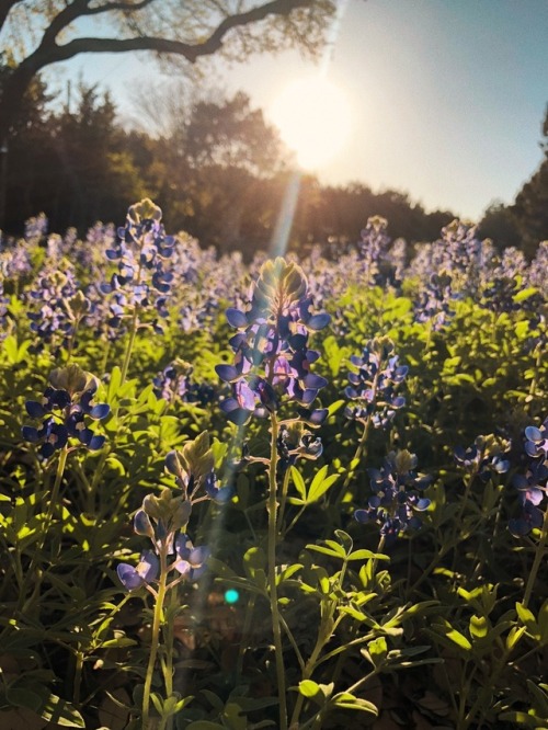 of-earthandlight:Playing in a little Bluebonnet patch in the...