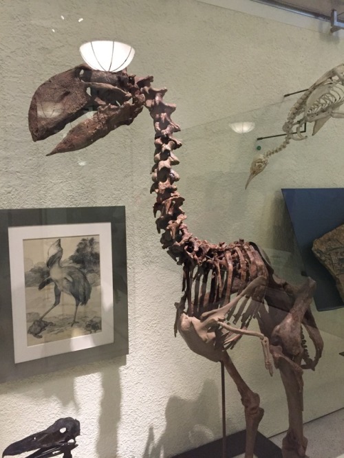 thatguywhodrawselephants:More photos from the AMNH. These were...