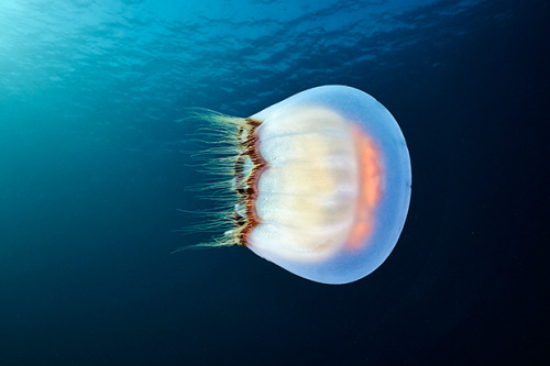 nevver:Jellyfish, Alexander SemenovSo freaking beautiful and...