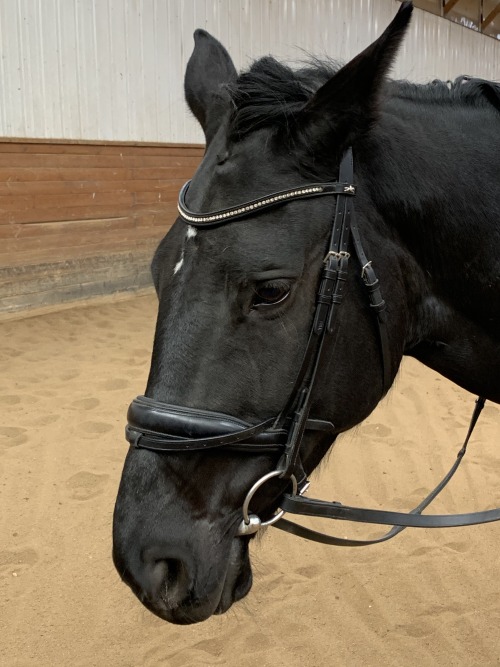 staccatodressage