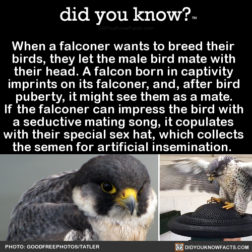 when-a-falconer-wants-to-breed-their-birds-they