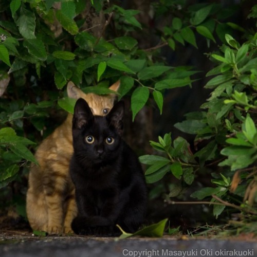 気になりがち。#cat #ねこ...