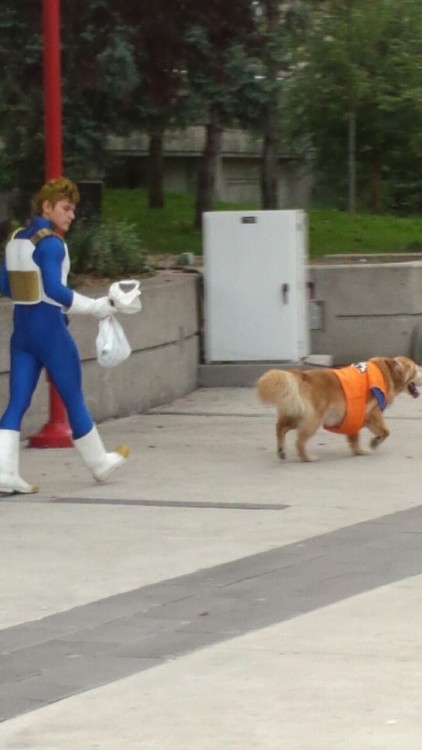 dannyshanahan:I saw a dog dressed as Goku today.