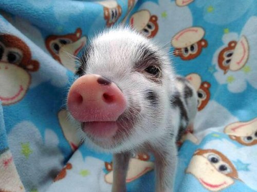 Cute Baby Pigs Tumblr