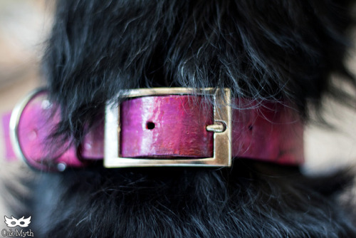 A custom order buckle collar that dried with some super fun...